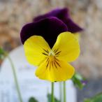  хорошо ..s Mille сладкий картофель 3.5 номер pot рассада анютины глазки viola sakata. tane.... растение в горшке цветок . модный модный симпатичный возможно . весна. цветок зимний цветок цветок рассада начинающий 
