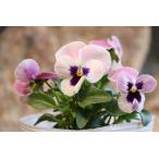  хорошо ..s Mille laz Berry 3.5 номер pot рассада анютины глазки viola sakata. tane.... цветок .