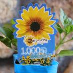 ハルディン ヒマワリ サンビリーバブル ブラウンアイガール 3号ポット苗 Jardin 寄せ植え 花壇 鉢植え お洒落 おしゃれ 可愛い 夏の花 秋の花 花 苗 初心者