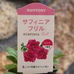 八重咲き サントリー サフィニアフリル ピンク 3号ポット苗 サフィニア ペチュニア 寄せ植え 鉢植え 花壇 お洒落 可愛い 初心者 春の花 夏の花 秋の花 花