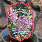  compact lilac Париж ведро контактный дерево рассада 5 номер горшок lilac . lilac растение саженец растение в горшке земля .. модный симпатичный весна. цветок цветок рассада начинающий 