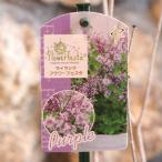 dowa-f lilac цветок fe старт лиловый 3~3.5 номер pot рассада lilac . lilac растение саженец растение в горшке земля .. модный симпатичный весна. цветок цветок рассада начинающий 