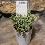  время белый лимон сауэр 2.5~3 номер pot рассада трава .... цветок . растение в горшке модный цвет leaf почвопокровные растения 