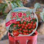  мини помидоры рассада ангел. помидор реальный сырой рассада 3 номер pot рассада помидор мини помидоры огород растение в горшке посадочная машина двор поле .... лето овощи овощи ... рассада 