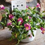 栄養系 這性トレニア ムーン マゼンタ 3〜3.5号ポット