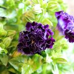 八重咲き トレニア セレスティア バイオレットブルー 