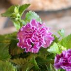 八重咲き トレニア セレスティア ローズ 3〜3.5号ポッ