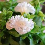 八重咲き トレニア セレスティア パールホワイト 3〜3