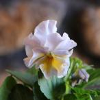 ビオラ プチトリアノン ローランサ