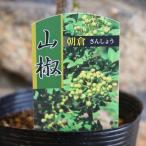 実サンショウ朝倉山椒4.5号ロング...