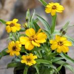 ジニア リネアリス イエロー 3号ポット苗 細葉百日草 寄せ植え 花壇
