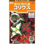 sakata. tane реальный . цветок 7198ko Rius Rainbow Mix 00907198