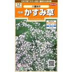 sakata. tane реальный . цветок 7110. корень гипсофила . -слойный ..00907110