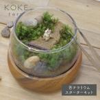 苔テラリウム キット リス 防水 フィギュア 入り 苔育成キット コケリウム 箱庭 苔 手作り ワークショップ イベント 工作 父の日 ギフト