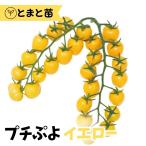 プチぷよイエローミニトマト苗1ポッ...