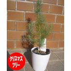  Mini елка оптимальный [pinaspinea( Италия kasamatsu) pot имеется ]... Рождество .,. производство земля ( земля средний море ..* kana задний различные остров )