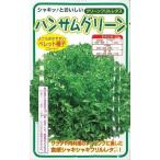 レタス　ハンサムグリーン　100粒　横浜植木（株）