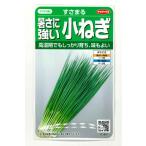  маленький лук порей .... маленький пакет ( примерно 2000 шарик )( АО )sakata. tane реальный .204463