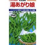 枝豆　湯あがり娘 100粒　カネコ育成