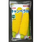 とうもろこし キャンベラ86 2000粒 タキイ種苗
