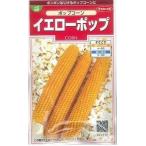 とうもろこし　ポップコーン イエローポップ　約75粒　　　サカタのタネ　実咲