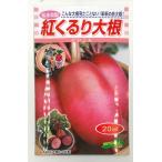 大根 紅くるり 20ml 松永種苗(株)