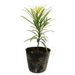  подокарп крупнолистный 0.1m 10.5cm pot рассада 