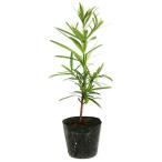  подокарп крупнолистный 0.3m 10.5cm pot рассада 