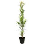  подокарп крупнолистный 0.5m 10.5cm pot рассада 