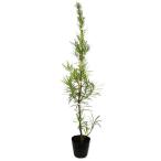  подокарп крупнолистный 1m 15cm pot рассада 