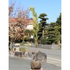  подокарп крупнолистный 1m. земля рассада 