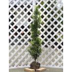  подокарп крупнолистный 1.2m. земля рассада 