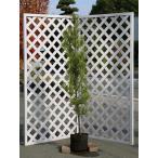  подокарп крупнолистный 1.5m. земля саженец 