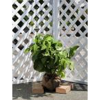 アジサイ (花色指定不可) 0.3m 露地 5本 苗