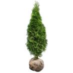 エメラルドグリーン 0.5m 露地 苗