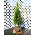  изумруд зеленый 1m. земля рассада 