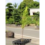エレガンテシマ 0.7m9.0cmポット 1本 当日出荷 1年間枯れ保証 コニファー