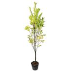 kalatane michelia compressa порт вино 1m 15cm pot рассада 