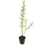 un наан oubai0.5m 10.5cm pot рассада 