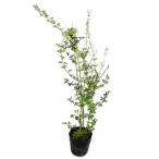 un наан oubai0.8m 15cm pot рассада 