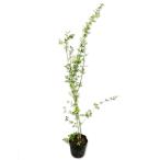 un наан oubai1m 15cm pot рассада 