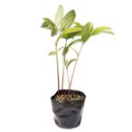 amadokoro. ввод 10.5cm pot рассада 