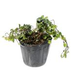  oo itabi9.0cm pot рассада 