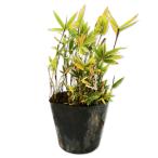 himeorosi вставка k10.5cm pot рассада 