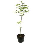  ясень шерстистый ( товар вид указание не возможно ) 0.3m 15cm pot рассада 