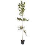  Yamato ясень шерстистый 1m 10.5cm pot рассада 