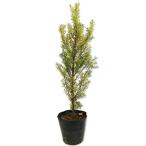 ichii0.4m 15cm pot рассада 