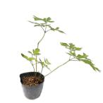 as Chill be10.5cm pot рассада 