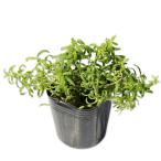 ono man nengsa9.0cm pot рассада 