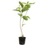 ショッピングアジサイ ヤマアジサイ 12cmポット 苗